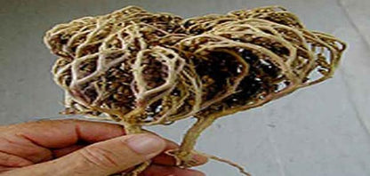 مسحوق عشبه كف مريم بالقسط الهندي مع الاشواجندا من كيندا 80 جم