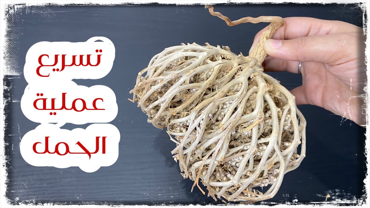 مسحوق عشبه كف مريم بالقسط الهندي مع الاشواجندا من كيندا 80 جم