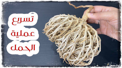 مسحوق عشبه كف مريم بالقسط الهندي مع الاشواجندا من كيندا 80 جم